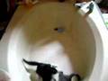 Fighting Kitties 