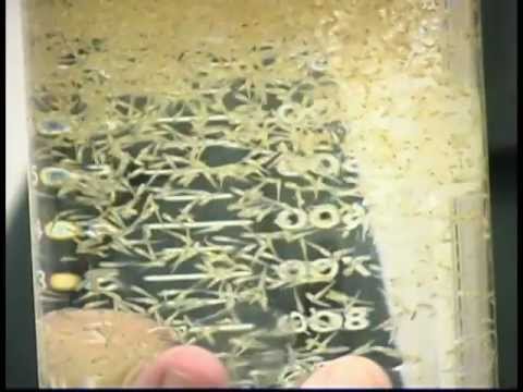 how to fertilized koi eggs