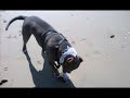 baloo blue nose pitbull