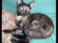 Adopta un gato Adopta un gato