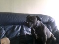 Pitbull