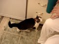 Funny Cat loves water but chokes