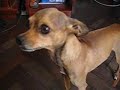 Leo, cachorro brincalh�o, imita fala, bate palminha e canta