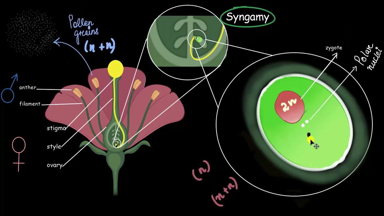 Double fertilization| Sexual reproduction in flowering plants | Biology | Khan Academy