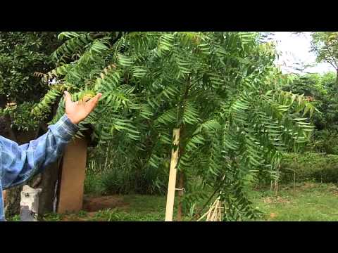 900 0864 niembaum 1 bis 2 jahre