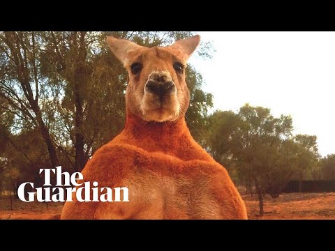 動画