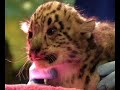Denver Zoo Snow Leopard Cubs Denver Zoo Snow Leopard Cubs