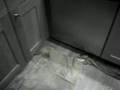 Water Pipe Leak