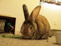 SweetPea eating carrot SweetPea eating carrot