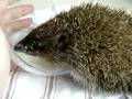 Hedgehog Pepina learned to drink alone