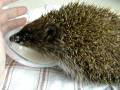 videos de Hedgehog Pepina learned to drink alone