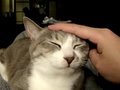 Stroke-a-Cat