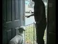 Le chien le plus con du monde Le chien le plus con du monde