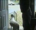 Chien débile