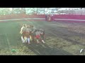 Portuguese Bloodless Bullfights Artesia12 Portuguese Bloodless Bullfights Artesia12