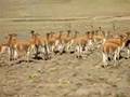 Chaccu de Vicuñas en Pampa Galeras.