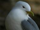 Kittiwake - Rissa tridactyla