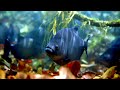 Aquatic life in the Amazon