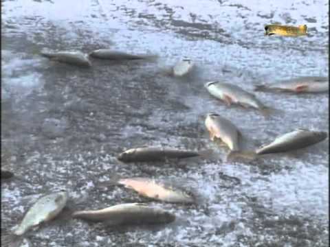 цимлянское водохранилище судак видео цимлянское водохранилище судак видео