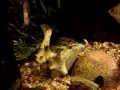 Territorial Julidochromis transcriptus