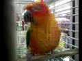 Bird at PetCo