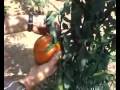 Tomate