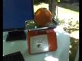 Tomate
