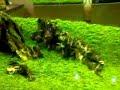 NatureAquariumGallery in Niigata