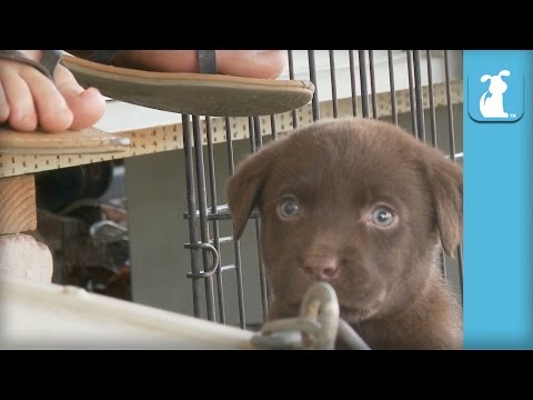 Adorable Chocolate Lab Puppy VS. Foot – Puppy Love