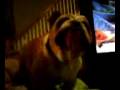 Barking Titus