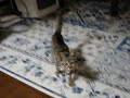 slim kitten