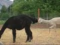 Alpaca Gives Birth