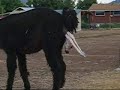 Alpaca Gives Birth