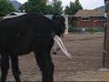 Alpaca Gives Birth