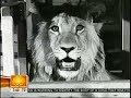 Christian el le�n - 35 a�os despues .....   ,  christian the lion - 35 years later... , christian the lion