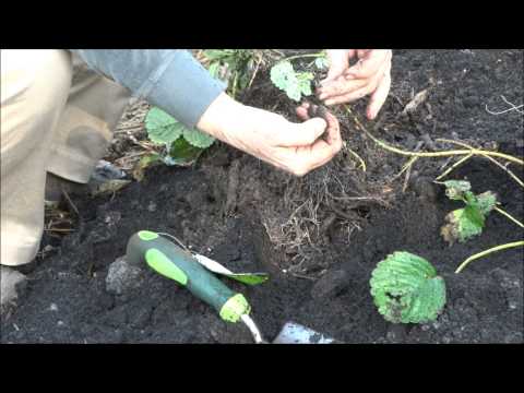 how to transplant strawberries at home