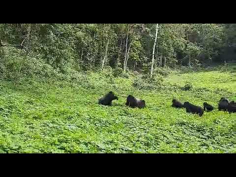 Gorilla Trek and tracking