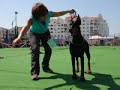 Dobermann - Gibraltar 2007 Dobermann - Gibraltar 2007