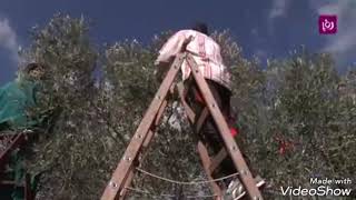 فلسطين نابلس جماعين