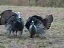 bowhunting turkeys