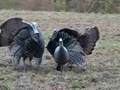 bowhunting turkeys