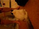 Indy & BabyFace LOVE Chicken Treats Indy & BabyFace LOVE Chicken Treats