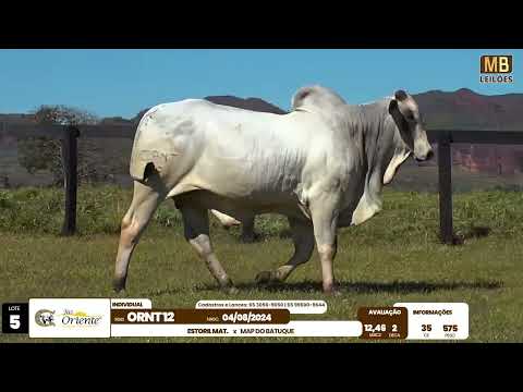 1� LEIL�O PRODU��O FAZENDA ORIENTE