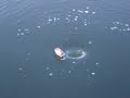 whirpool