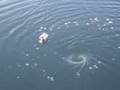 whirpool