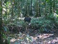 Queixada (Tayassu pecari), Cotriguacu - MT, Brasil