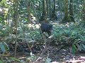 Queixada (Tayassu pecari), Cotriguacu - MT, Brasil