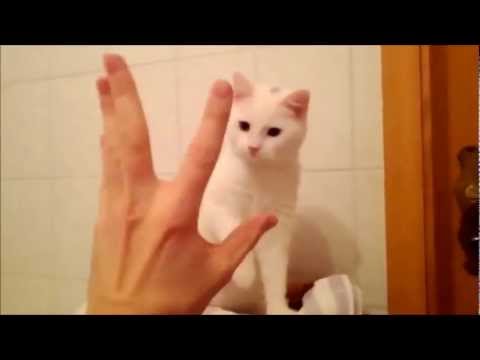 dragomirnet86 - Cutest Cat in the world, Leo making surprising kitty actions and faces!! A video which must be watched by any cat lovers! The cat shows all types of expressi...