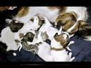 Our little furry friends