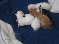 Polly 2 dagen oud Polly 2 dagen oud